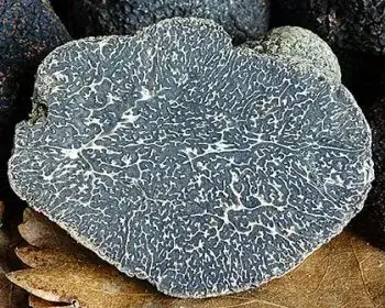 French Truffle - Tuber melanosporum