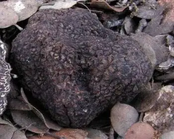 French Truffle - Tuber melanosporum