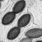 mushroom spore image