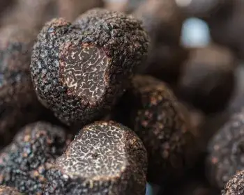 French Truffle - Tuber melanosporum