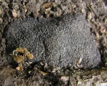 French Truffle - Tuber melanosporum