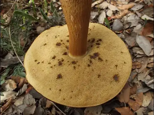 Bronzos vargánya - Boletus aereus