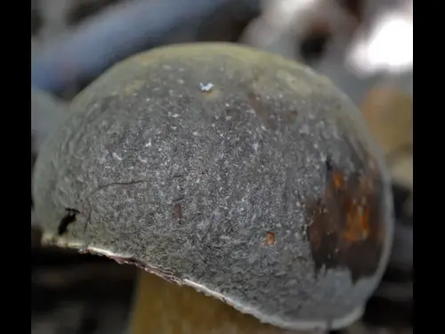 Bronzos vargánya - Boletus aereus