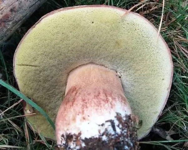 Kiefern-Steinpilz - Boletus pinophilus