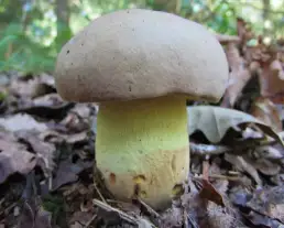 Sárgahúsú tinóru