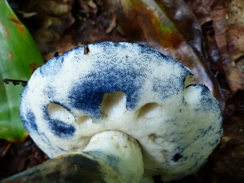 Bluing bolete - Gyroporus cyanescens