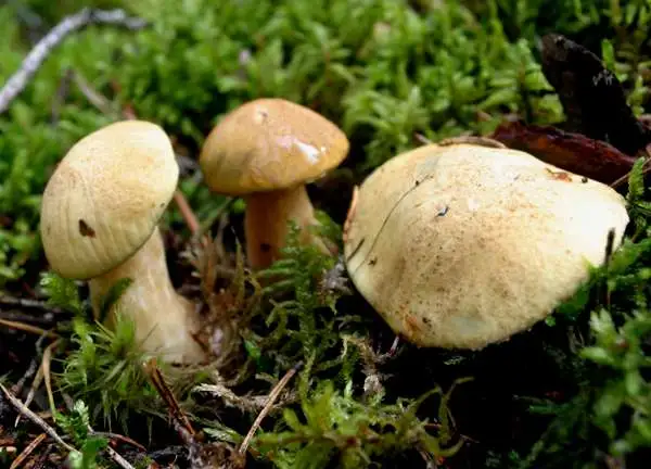 Bluing bolete - Gyroporus cyanescens