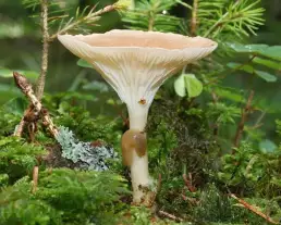 Sereges tölcsérgomba