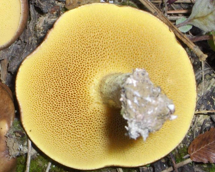 Ringless slippery jack