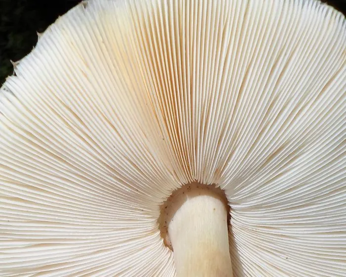 Brown parasol - Chlorophyllum brunneum