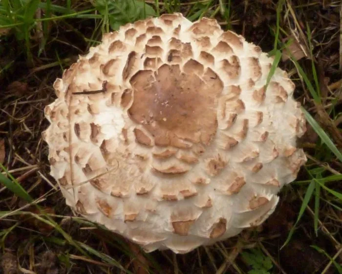 Brown parasol - Chlorophyllum brunneum