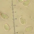 mushroom spore image