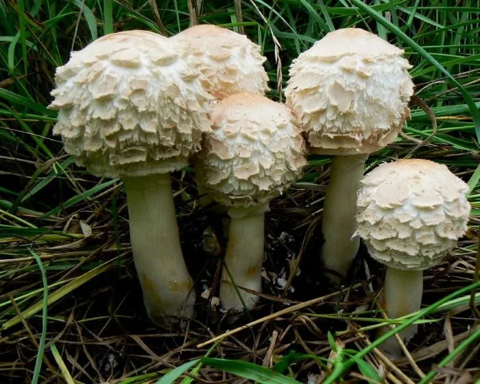 Brown parasol - Chlorophyllum brunneum
