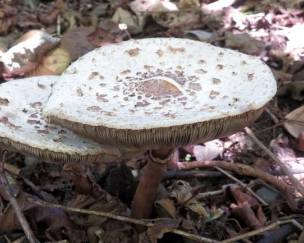 Brown parasol - Chlorophyllum brunneum