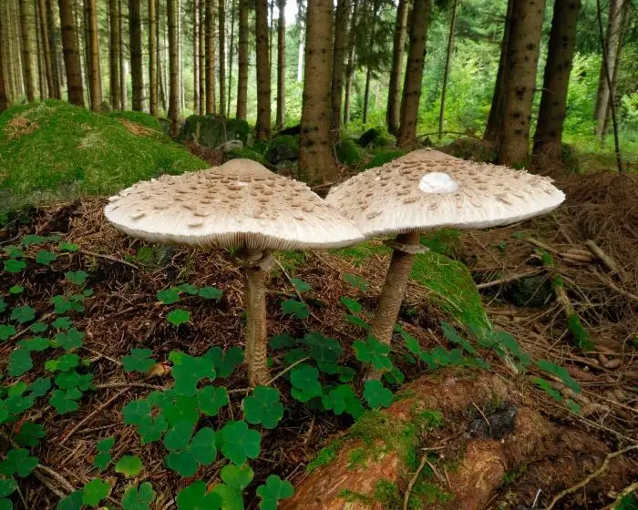Acker-Riesenschirmling - Macrolepiota excoriata