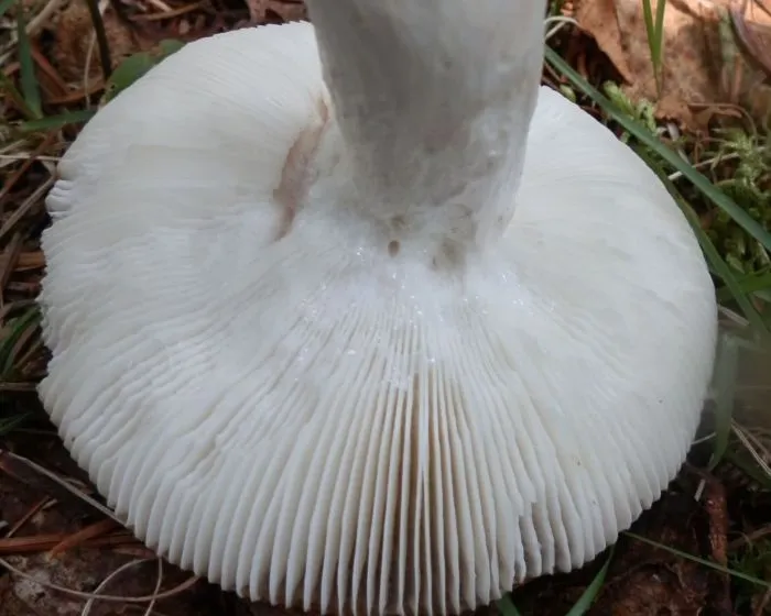 Bare-toothed russula - Russula vesca