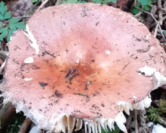 Bare-toothed russula - Russula vesca