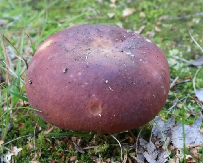 Bare-toothed russula - Russula vesca