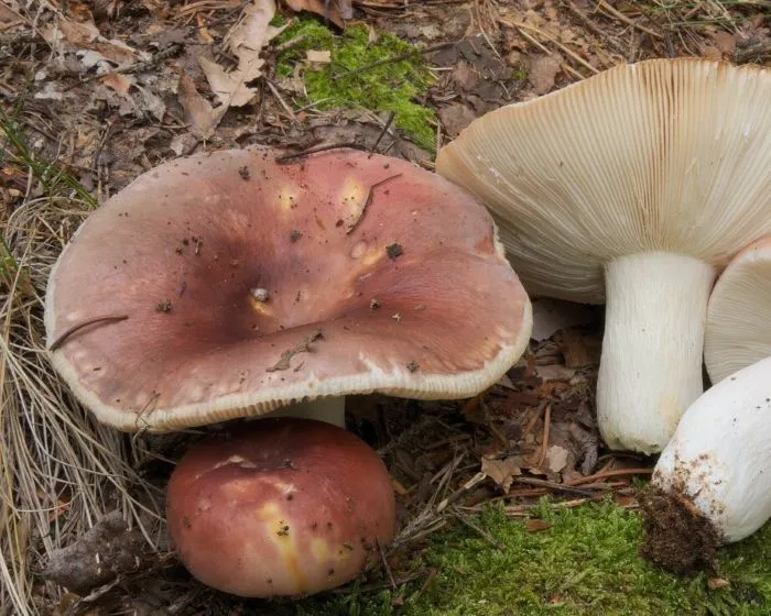 Bare-toothed russula - Russula vesca
