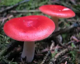 Erdei galambgomba