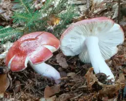 Piros galambgomba