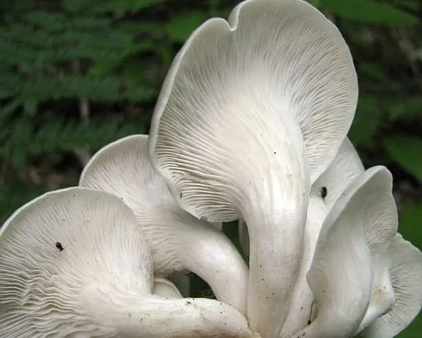 Erestönkű laskagomba - Pleurotus cornucopiae