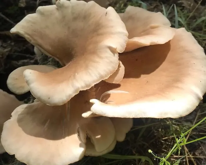 Erestönkű laskagomba - Pleurotus cornucopiae