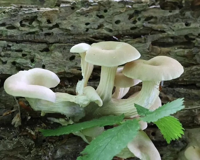 Erestönkű laskagomba - Pleurotus cornucopiae