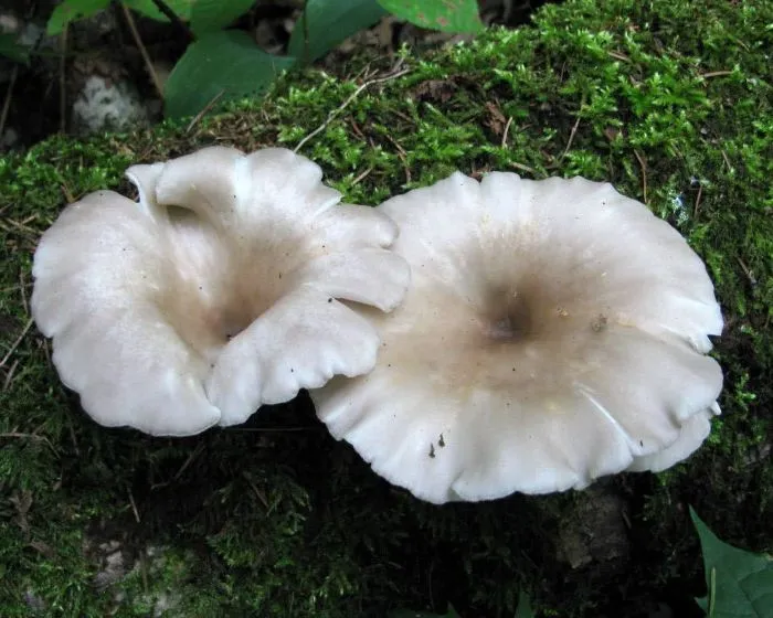 Erestönkű laskagomba - Pleurotus cornucopiae