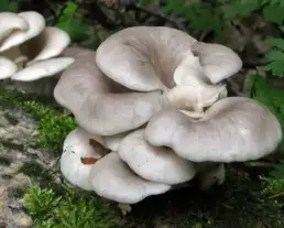 Erestönkű laskagomba