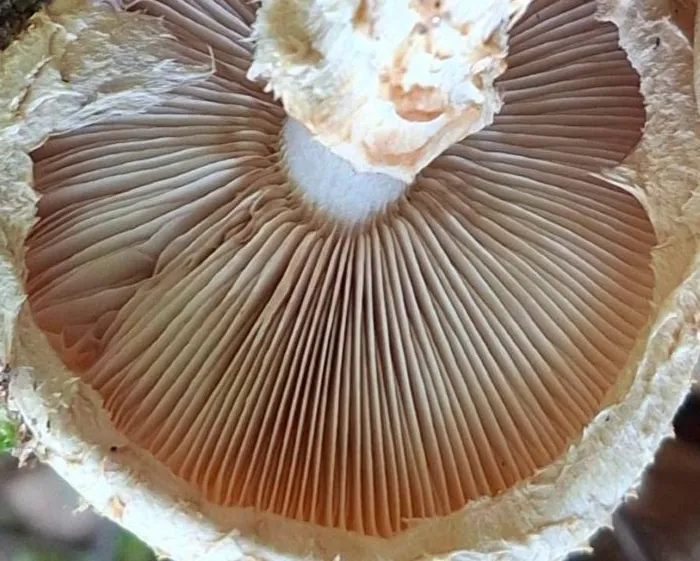 Sharp-scaly pholiota - Pholiota squarrosoides