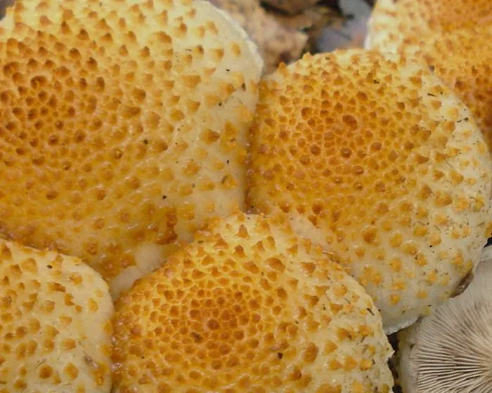 Sharp-scaly pholiota - Pholiota squarrosoides