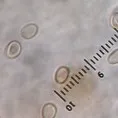 mushroom spore image