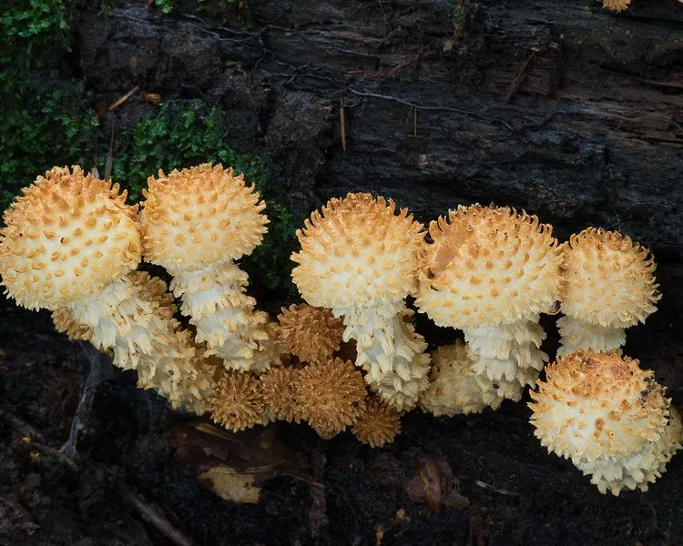 Sharp-scaly pholiota - Pholiota squarrosoides
