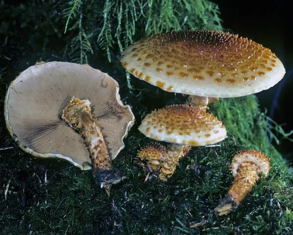 Sharp-scaly pholiota - Pholiota squarrosoides