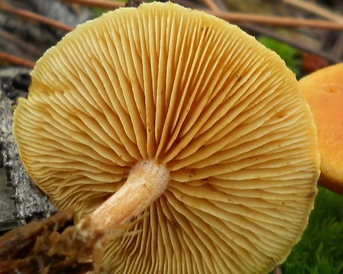 Foltoslemezű lánggomba - Gymnopilus penetrans
