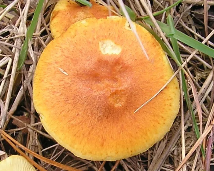 Foltoslemezű lánggomba - Gymnopilus penetrans