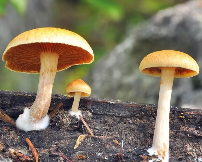 Foltoslemezű lánggomba - Gymnopilus penetrans