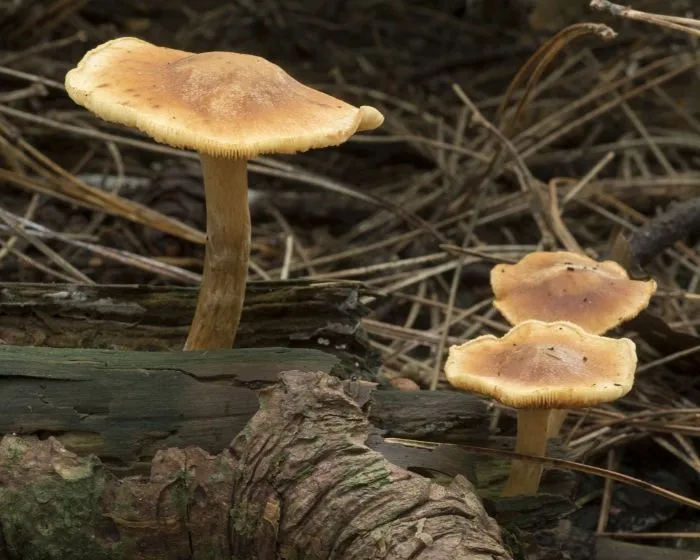 Foltoslemezű lánggomba - Gymnopilus penetrans
