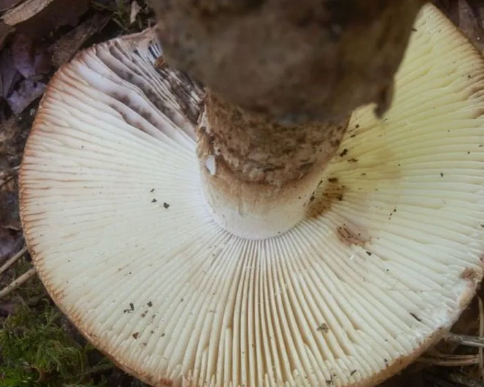 Braunscheidiger Wulstling - Amanita lepiotoides