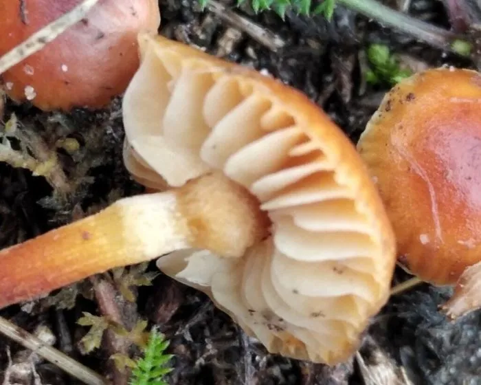Restharrow velvet shank - Flammulina ononidis
