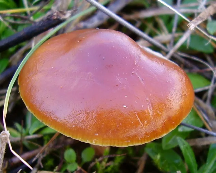 Restharrow velvet shank - Flammulina ononidis