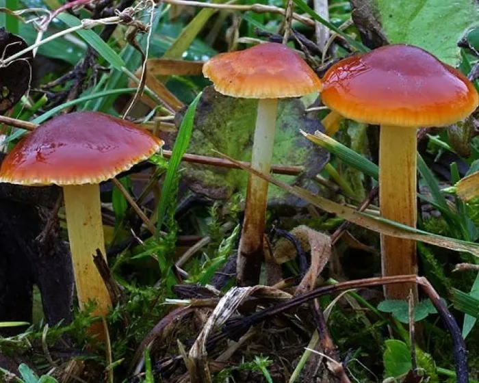 Restharrow velvet shank - Flammulina ononidis