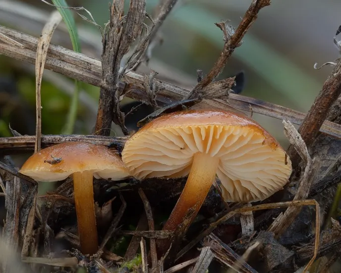 Restharrow velvet shank - Flammulina ononidis
