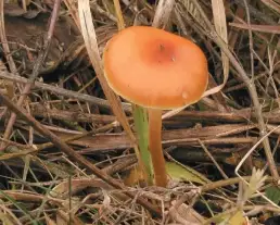 Iglice-fülőke