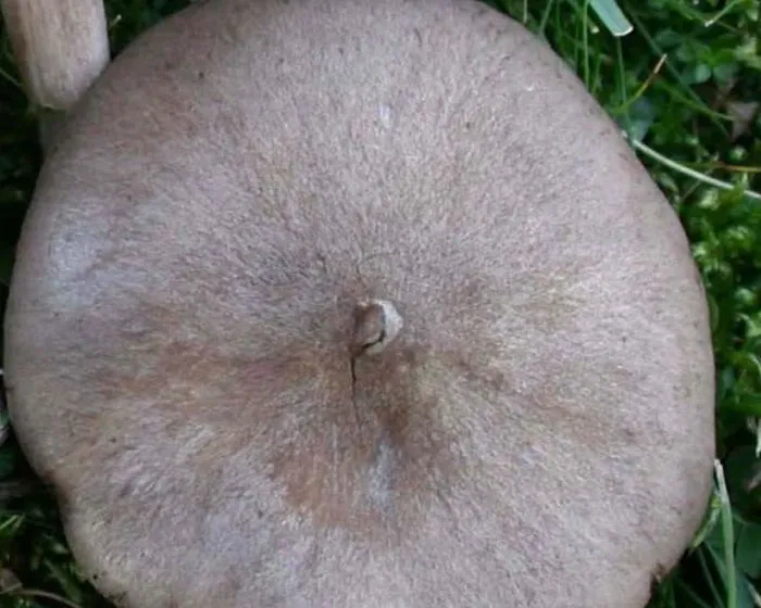 Lilásbarna döggomba