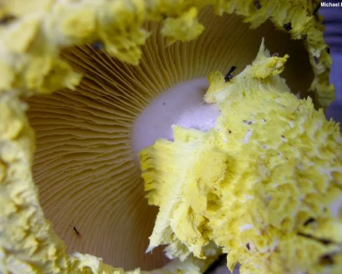 Gelbgrüne Floccularia - Floccularia luteovirens