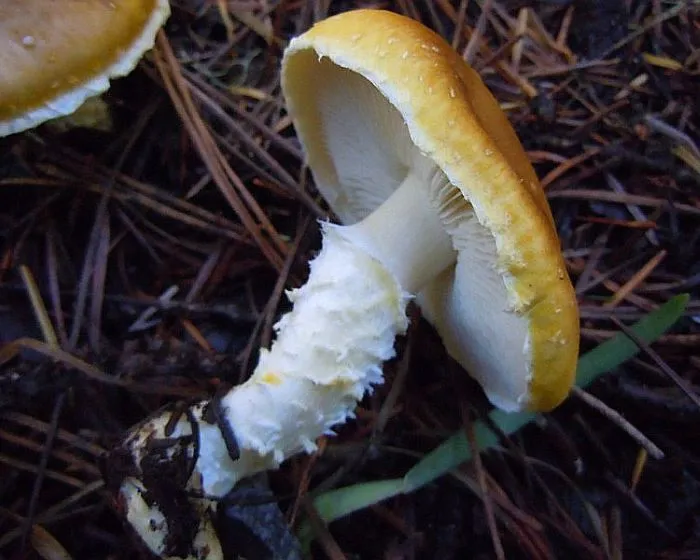 Gelbgrüne Floccularia - Floccularia luteovirens