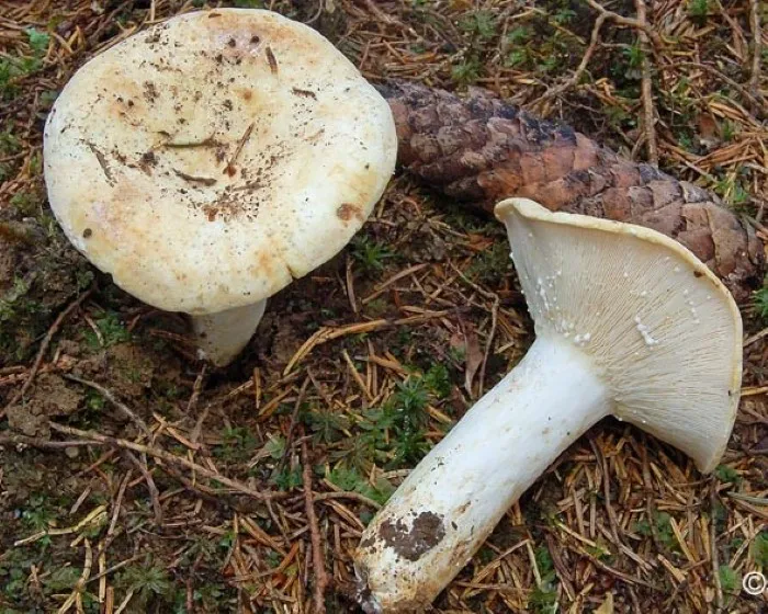 Grünender Pfeffer-Milchling - Lactifluus glaucescens