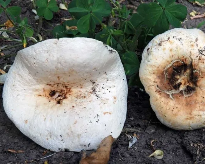 Grünender Pfeffer-Milchling - Lactifluus glaucescens